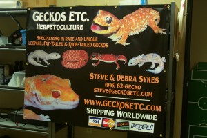 geckos inc.
